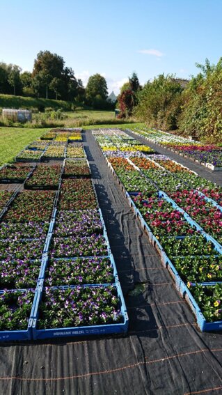 Pflanzen der Blumen Selzle Gärtnerei
