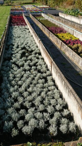 Blume der Blumen Selzle Gärtnerei