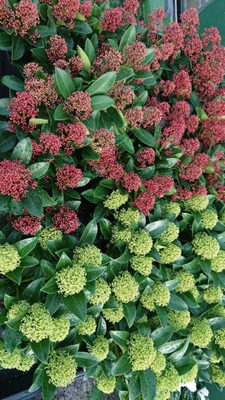 Pflanzen der Blumen Selzle Gärtnerei