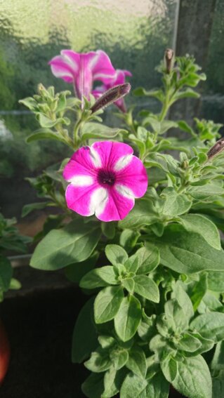 Blume der Blumen Selzle Gärtnerei
