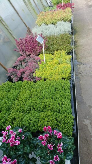 Blume der Blumen Selzle Gärtnerei