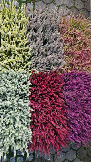 Pflanzen der Blumen Selzle Gärtnerei